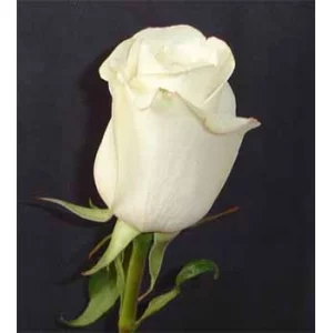 Роза "Амелиа"(Amelia)